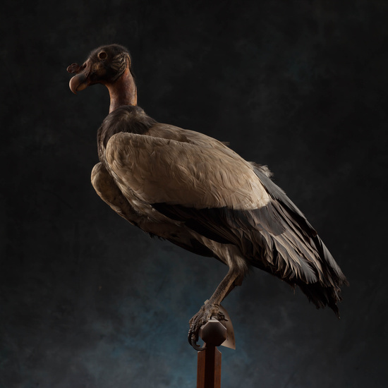 IES_SANISIDRO_MUSEO_Aves_196