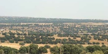 Encina - Bosque (Quercus ilex)