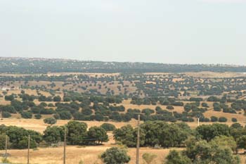 Encina - Bosque (Quercus ilex)