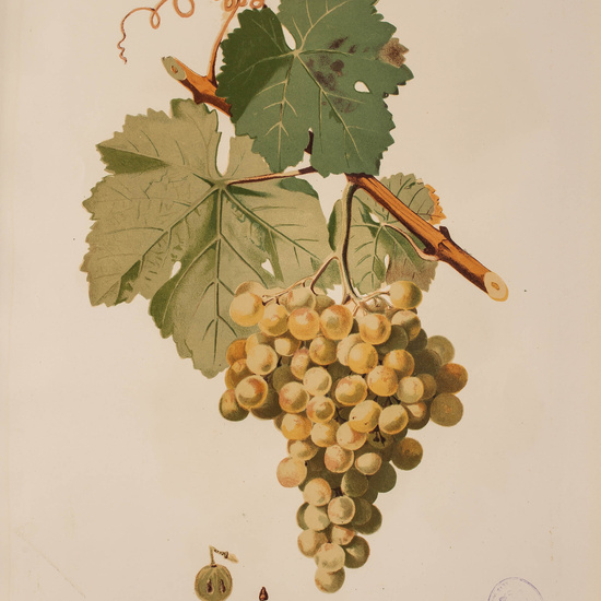 IES_CARDENALCISNEROS_BOTÁNICA_II_LÁMINAS_069