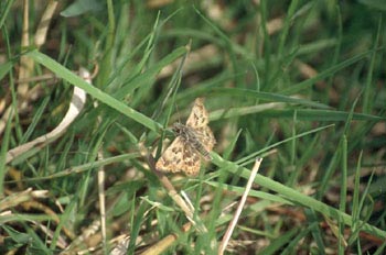 Ajederezada serrana (Pyrgus alveus)