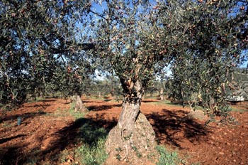 Olivo - Valverde de Leganés, Cáceres