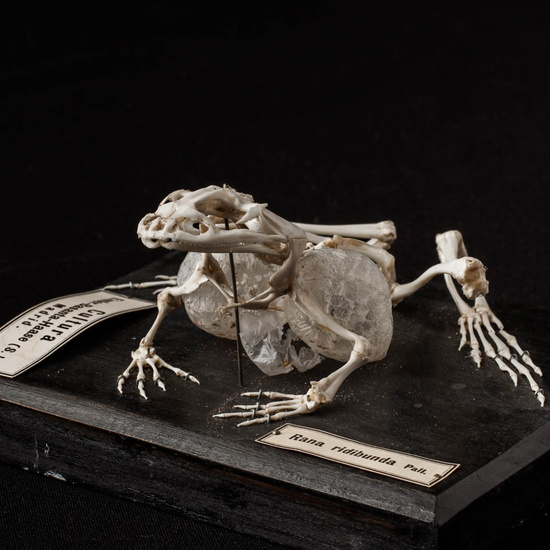 IES_ISABELLACATOLICA_BIOLOGIA_250