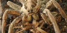 Araña lobo o tarántula (Lycosa radiata)