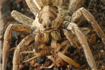 Araña lobo o tarántula (Lycosa radiata)