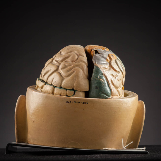 IES_ISABELLACATOLICA_ANATOMIA_003