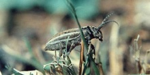 Longicornio zapador (Dorcadion martinezi)