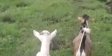 CABRAS UGANDA MAMÁ KASINDE