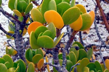 Scalereola Plumierii, Ecuador