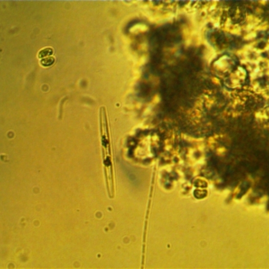 nitzchia sp. diatomea L-01-04