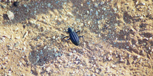 Escarabajo del Kalahari, Namibia