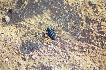 Escarabajo del Kalahari, Namibia