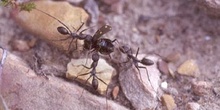 Hormiga negra (Camponotus sp.)