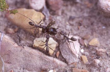 Hormiga negra (Camponotus sp.)