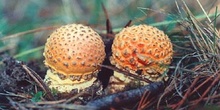 Matamoscas (Amanita muscaria)