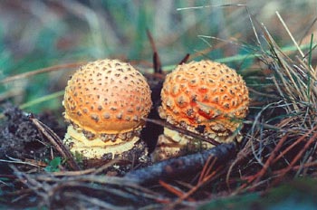 Matamoscas (Amanita muscaria)