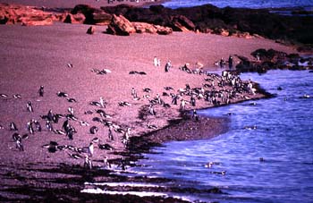 Pingüinos de Magallanes, Argentina