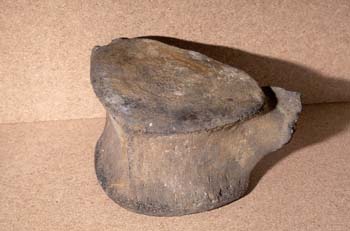 Ballena - vértebra (Mamífero-Cetáceo) Plioceno