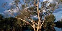 Eucalipto acuático en el Parque Nacional Kakadu, Australia