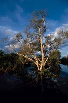 Eucalipto acuático en el Parque Nacional Kakadu, Australia