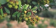 Madroño - Fruto (Arbutus unedo)