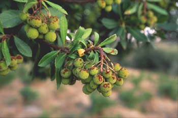 Madroño - Fruto (Arbutus unedo)