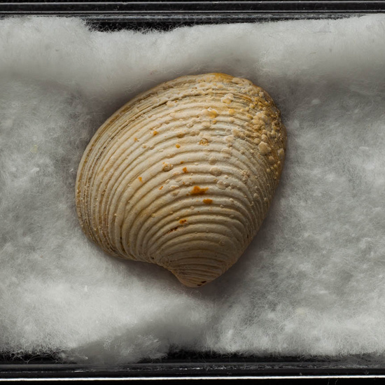 IES_ISABELLACATOLICA_BIOLOGIA_402