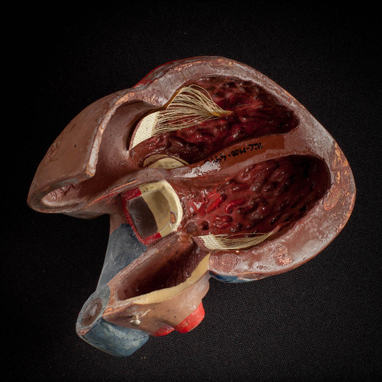 IES_ISABELLACATOLICA_ANATOMIA_055