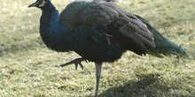 Pavo Real