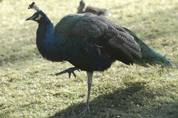 Pavo Real
