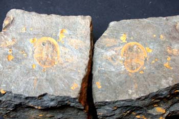 Nobiliasaphus nobilis (Trilobites) Ordovícico