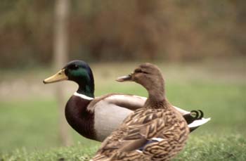 ánade real o Azulón - Pareja (Anas platyrhynchos)