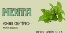 Infografía uso medicinal menta