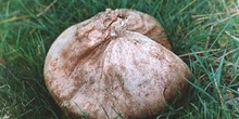 Bejín (Calvatia sp)