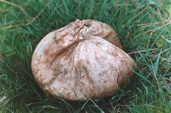 Bejín (Calvatia sp)