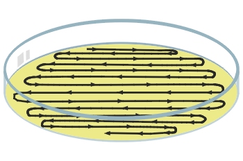 Siembra por agotamiento