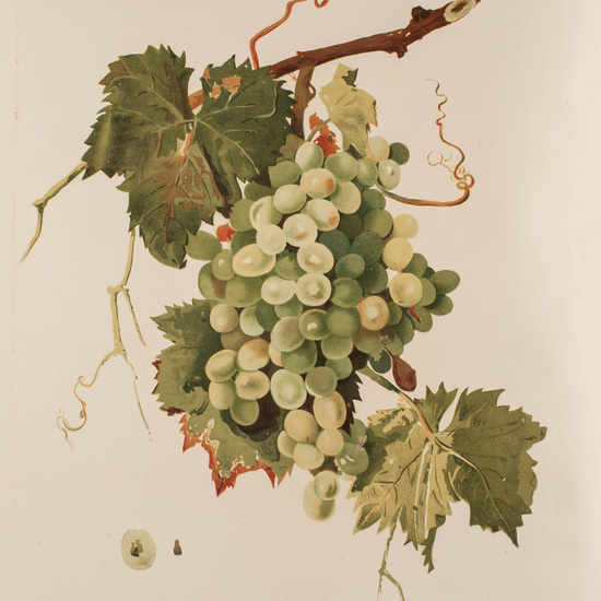 IES_CARDENALCISNEROS_BOTÁNICA_II_LÁMINAS_104