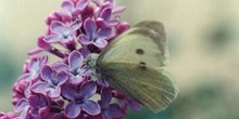 Blanca de la col (Pieris brassicae)