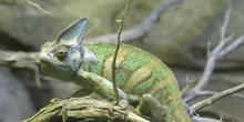 Camaleón de casco o velado (Chamaeleo calyptratus)