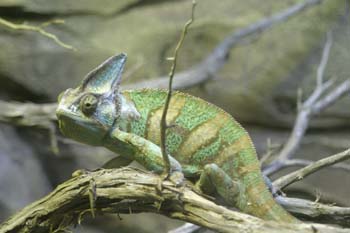Camaleón de casco o velado (Chamaeleo calyptratus)