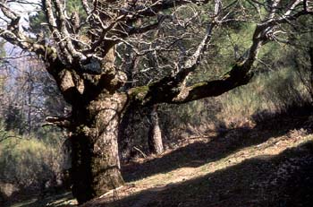 Rebollo / melojo - Tronco (Quercus pyrenaica)