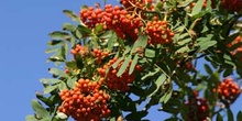 Serbal de cazadores - Fruto (Sorbus acuparia)