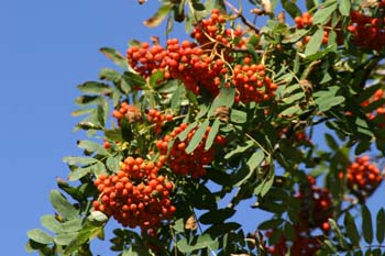 Serbal de cazadores - Fruto (Sorbus acuparia)