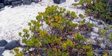 Scalereola Plumierii, Ecuador