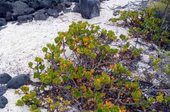 Scalereola Plumierii, Ecuador