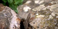 Lagartija roquera - Macho (Podarcis muralis)