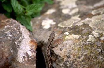 Lagartija roquera - Macho (Podarcis muralis)