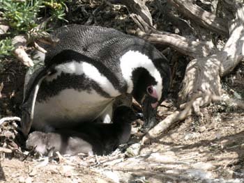 Pingüinos de Magallanes, Argentina