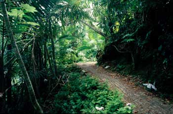 Bosque tropical
