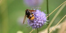 Mosca cernícalo (Vulucella zonaria)